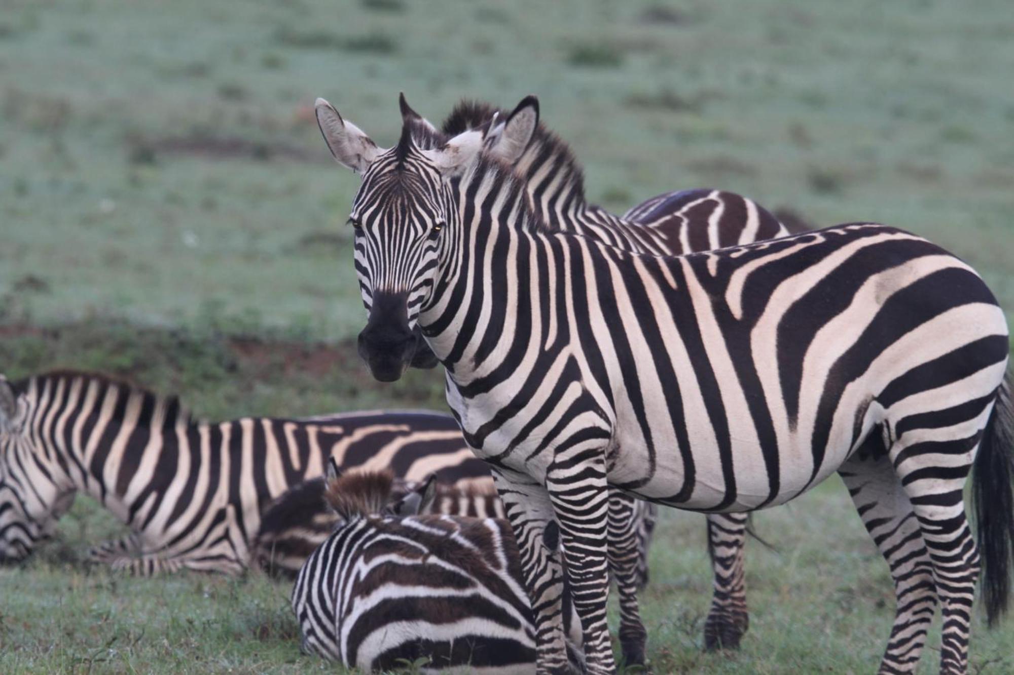 Ilkerin Camp Maasai Mara Bed & Breakfast Sekenani Luaran gambar